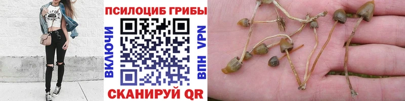 Псилоцибиновые грибы Magic Shrooms  Городище 